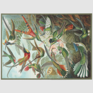 Hummingbird Ernst Haeckel  Decoupage Tissue Paper