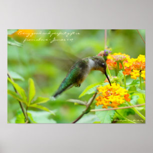 Hummingbird  ~ Every good and perfect gift... Poster