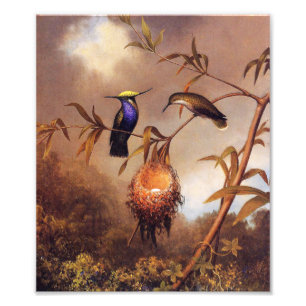 Hummingbird Family Print