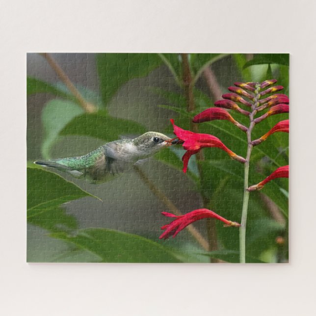 Hummingbird Feeding At Red Crocosmia Jigsaw Puzzle (Horizontal)