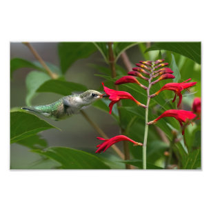 Hummingbird Feeding At Red Crocosmia Photo Print
