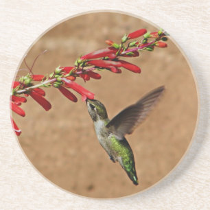 Hummingbird feeding at the Garden Coaster