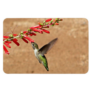 Hummingbird feeding at the Garden Magnet