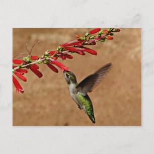 Hummingbird feeding at the garden postcard