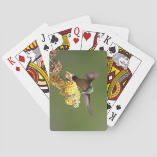 Hummingbird Feeding on Honeycomb Buddleia Playing Cards