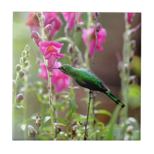 Hummingbird feeding on nectar tile
