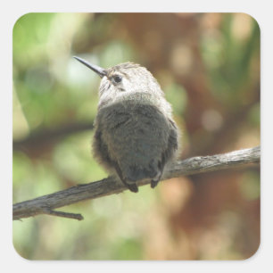 Hummingbird Fledgling Square Sticker
