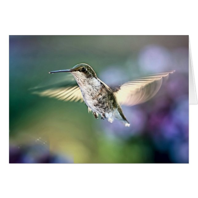 Hummingbird Flying (Front Horizontal)