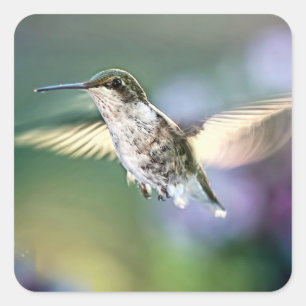 Hummingbird Flying Square Sticker