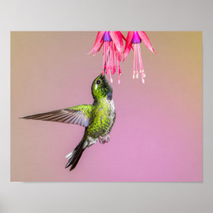 Hummingbird Fuchsia Photo Poster