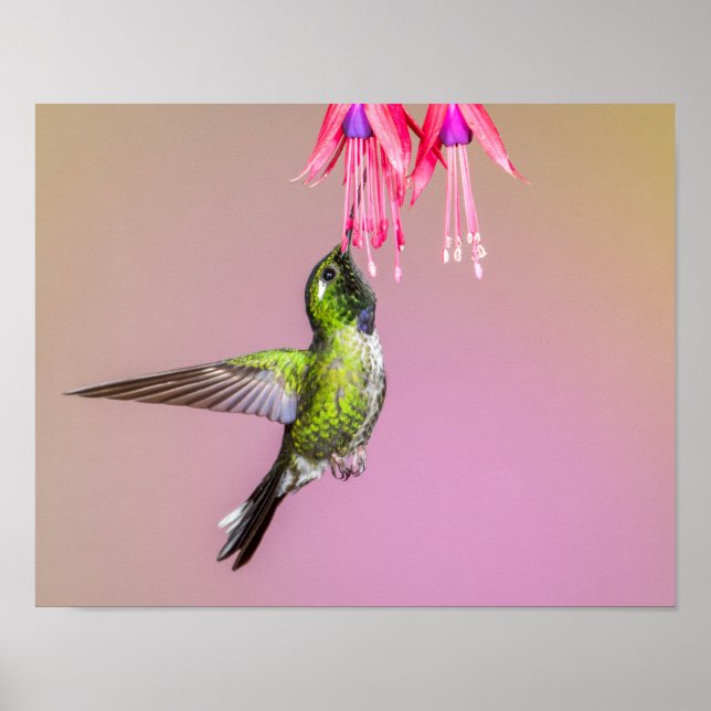 Hummingbird Fuchsia Photo Poster (Front)