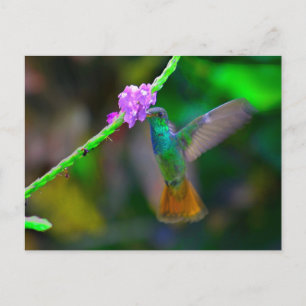Hummingbird Garden Postcard