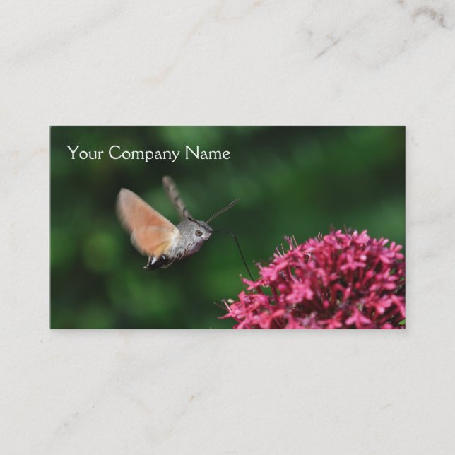 Hummingbird hawk-moth business card (Front)