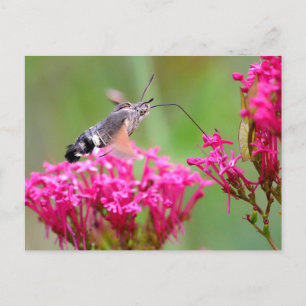 Hummingbird Hawk-moth butterfly in flight Holiday Postcard