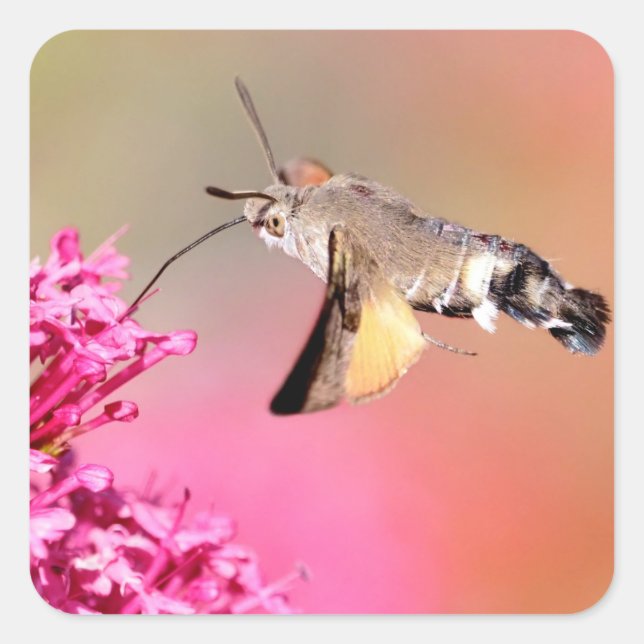 Hummingbird Hawk-moth butterfly in flight  Square Sticker (Front)