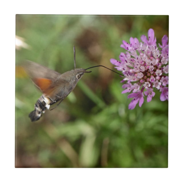 Hummingbird hawk-moth (Macroglossum stellatarum) Tile (Front)