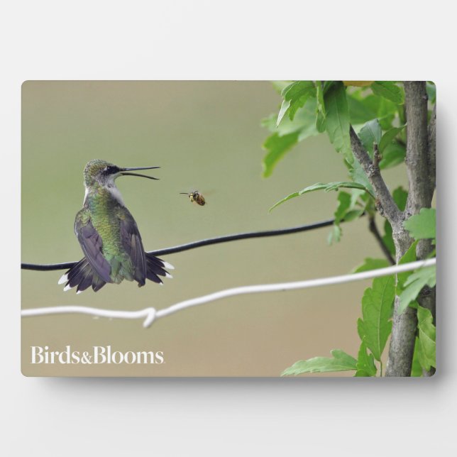 Hummingbird & Honey Bee Plaque (Front)