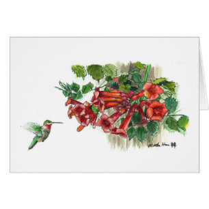 Hummingbird honeysuckle