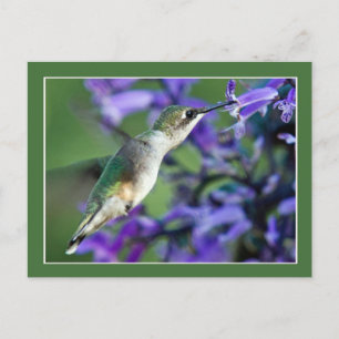 Hummingbird Hover Postcard