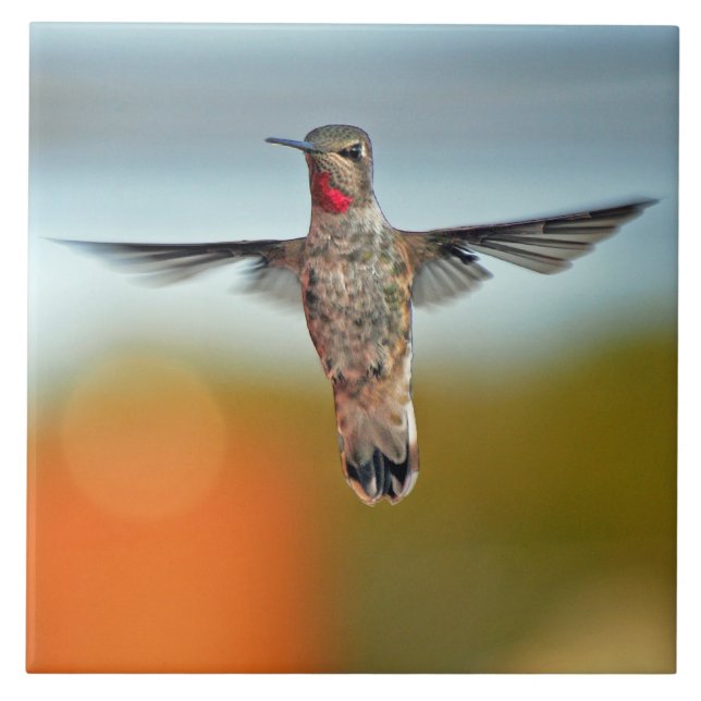 Hummingbird hovering ceramic tile (Front)