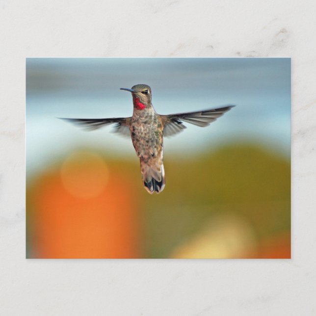 Hummingbird hovering postcard (Front)