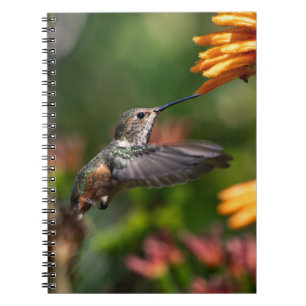 Hummingbird hovering with Flowers - Wildlife Photo Notebook