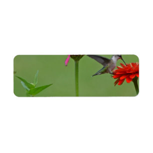 Hummingbird in a Flower Garden Return Address Label