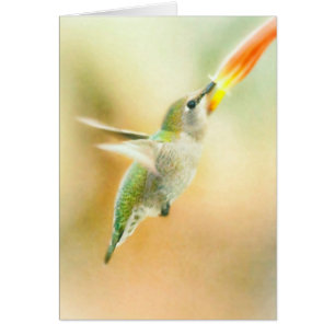 Hummingbird in Early Morning light