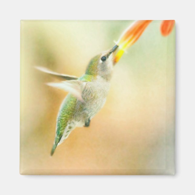 Hummingbird in Early Morning light Magnet (Front)
