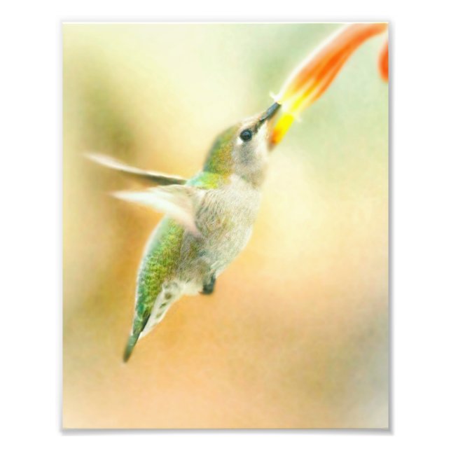 Hummingbird in Early Morning light Photo Print (Front)