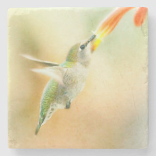 Hummingbird in Early Morning light Stone Coaster