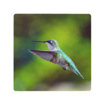 Hummingbird-In Flight