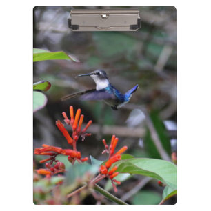 Hummingbird in Flight and Red Flowers Clipboard