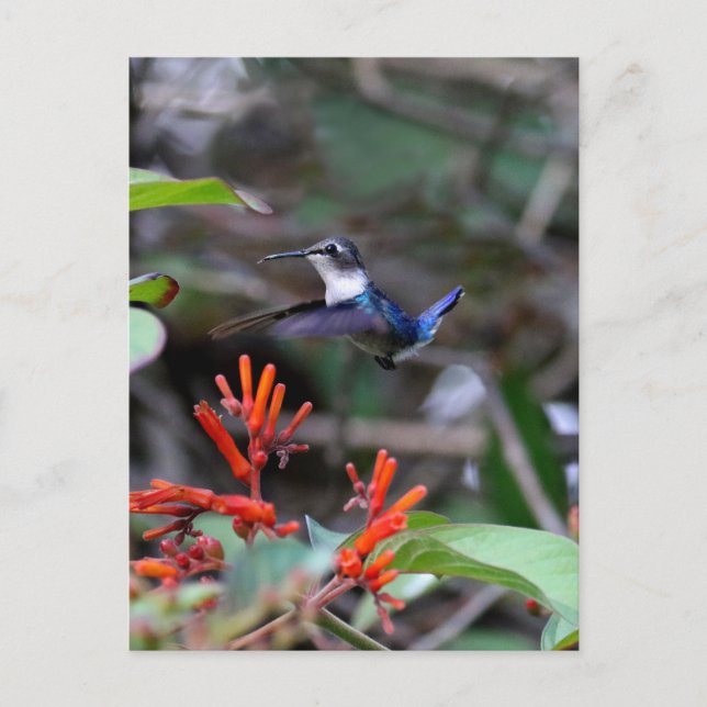 Hummingbird in Flight and Red Flowers Postcard (Front)