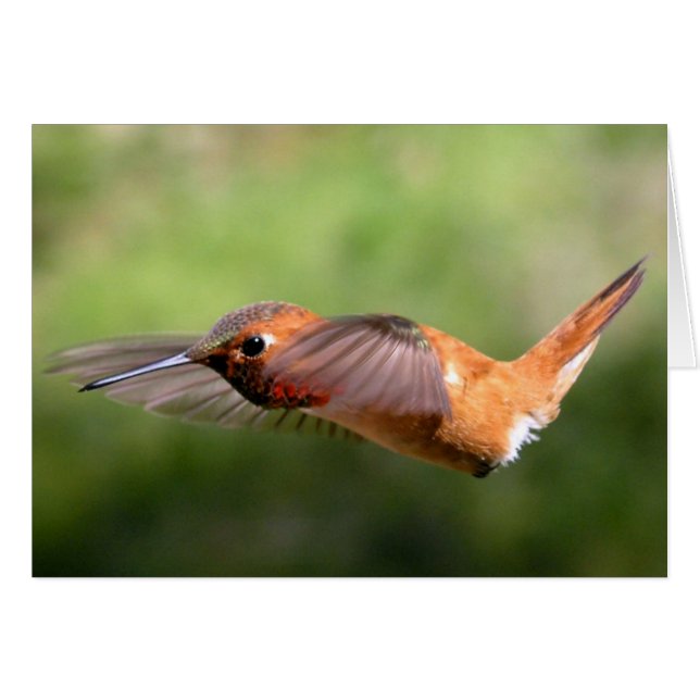Hummingbird in Flight - Cards (Front Horizontal)