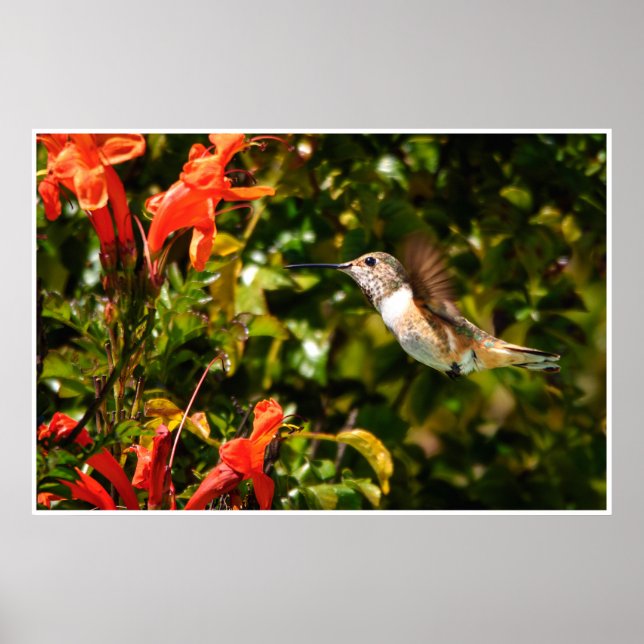Hummingbird in Flight – Garden Wildlife Photo Poster (Front)