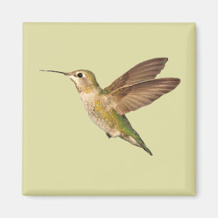 Hummingbird In Flight Magnet