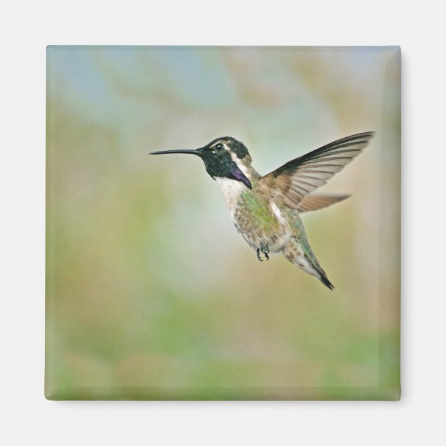 Hummingbird in Flight Magnet (Front)