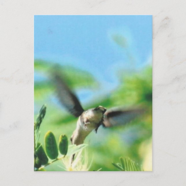 Hummingbird in Flight Photo Postcard (Front)