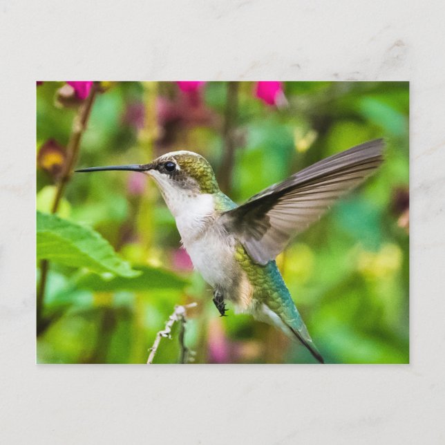 Hummingbird in Flight Postcard (Front)