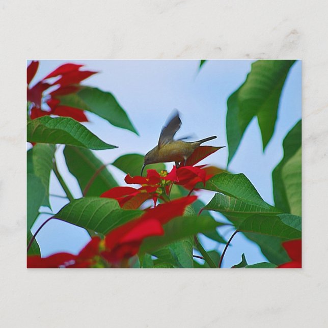 Hummingbird in flight postcard (Front)