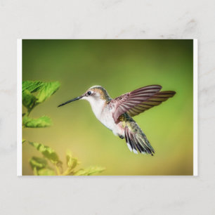 Hummingbird in flight postcard