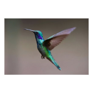 Hummingbird in Flight Poster