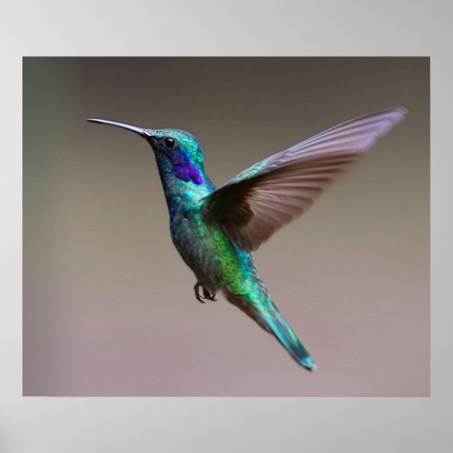Hummingbird in Flight Poster (Front)