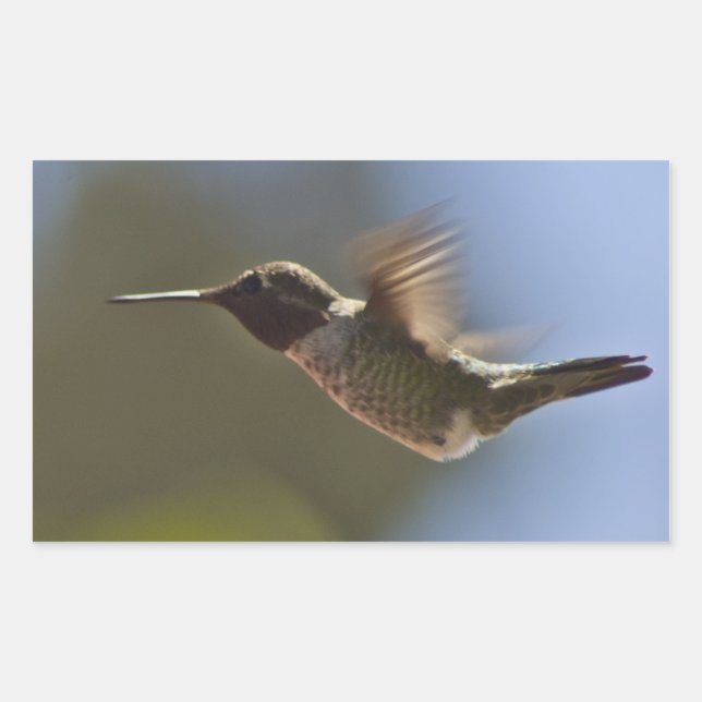 Hummingbird in Flight Rectangular Sticker (Front)
