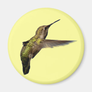 Hummingbird in Flight Round Magnet