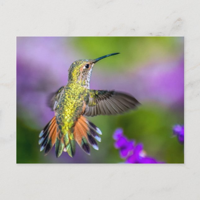 Hummingbird in Purple Flowers Postcard (Front)