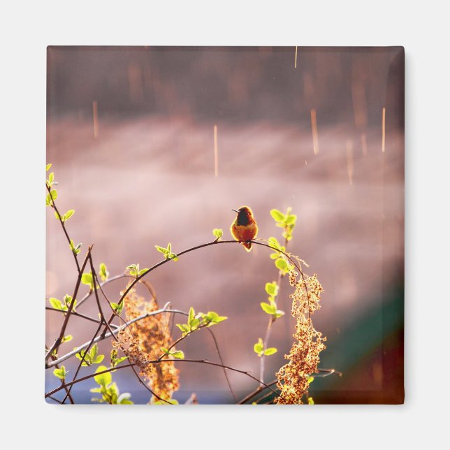 Hummingbird in Rain Shower Magnet (Front)