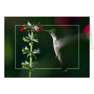 Hummingbird in Soft Light