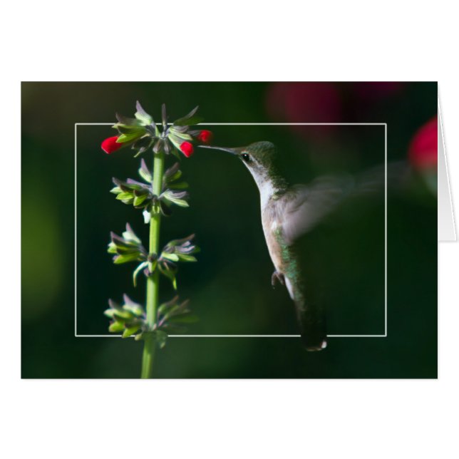 Hummingbird in Soft Light (Front Horizontal)